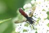 Cylindromyia bicolor